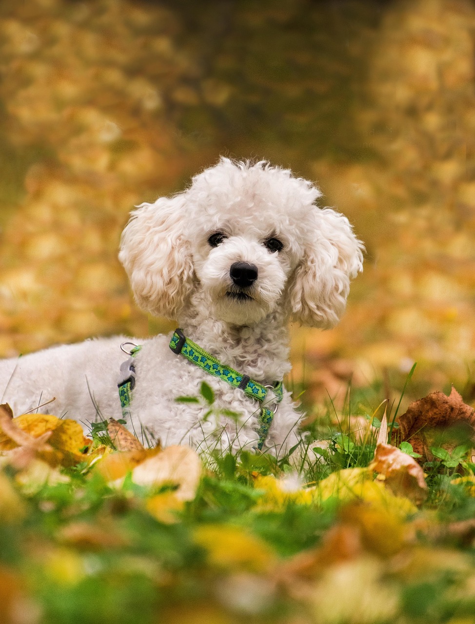 before and after poodle mix grooming