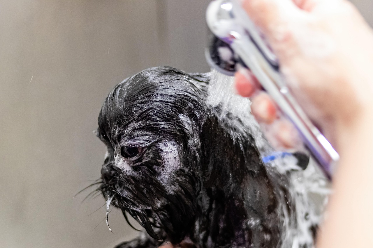 dog groomer trimming a goldendoodle