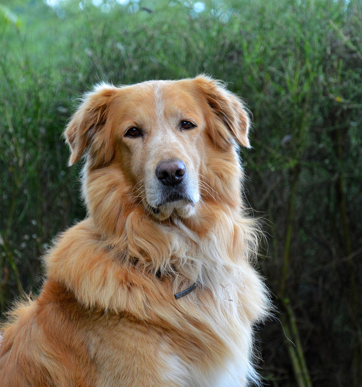 before and after golden retriever grooming
