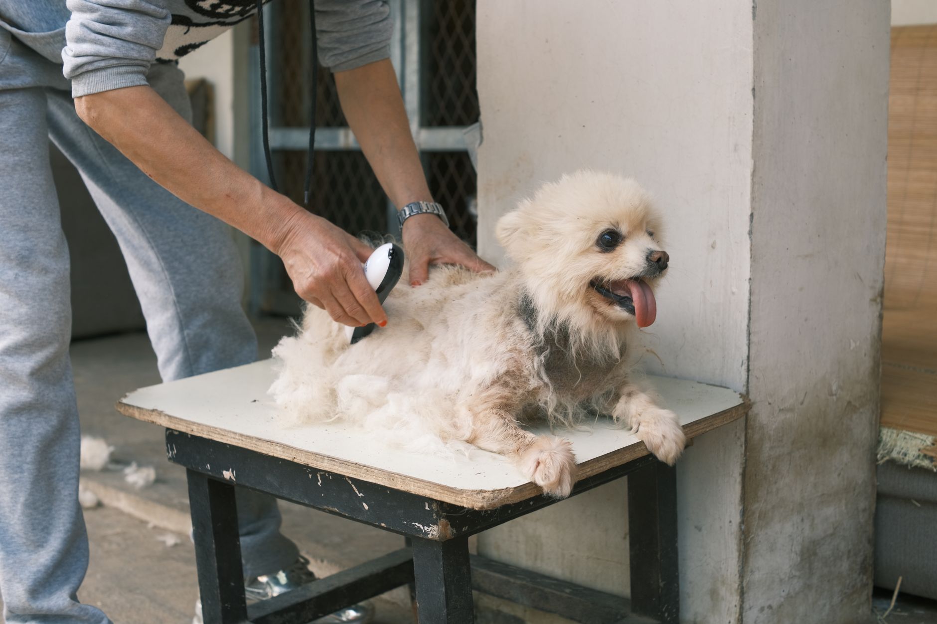 dog groomer trimming a poodle mix